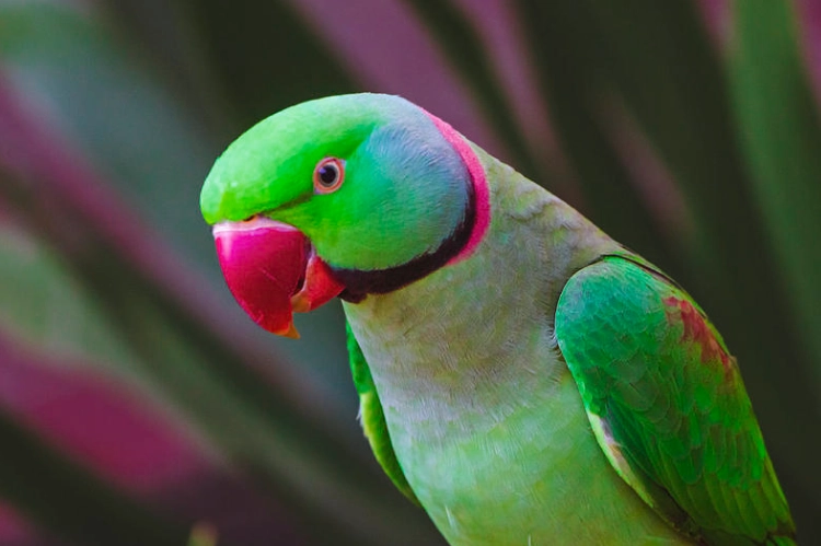 parrot with black ring neck parrot with black ring neck