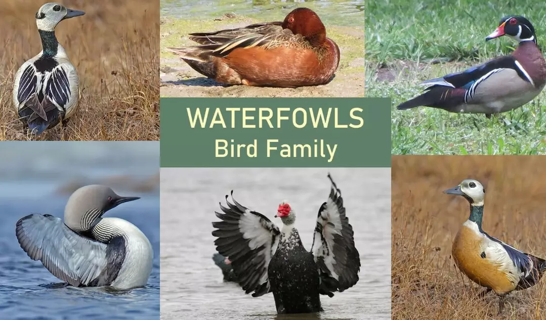 waterfowl identification guide waterfowl identification guide