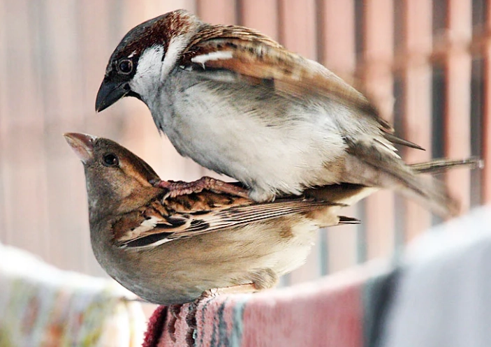 bird gender determination