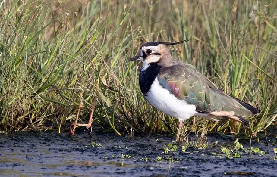 identifying wetland birds identifying wetland birds