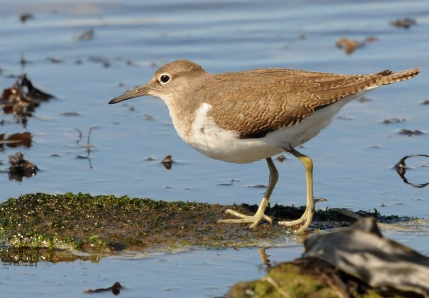 identifying wetland birds identifying wetland birds