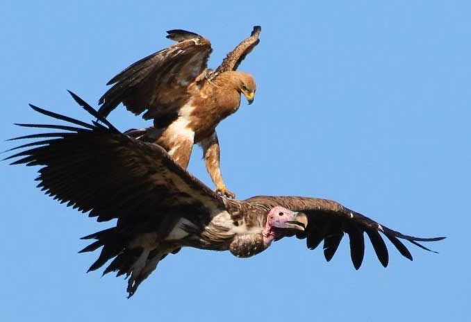 how to identify birds of prey in flight