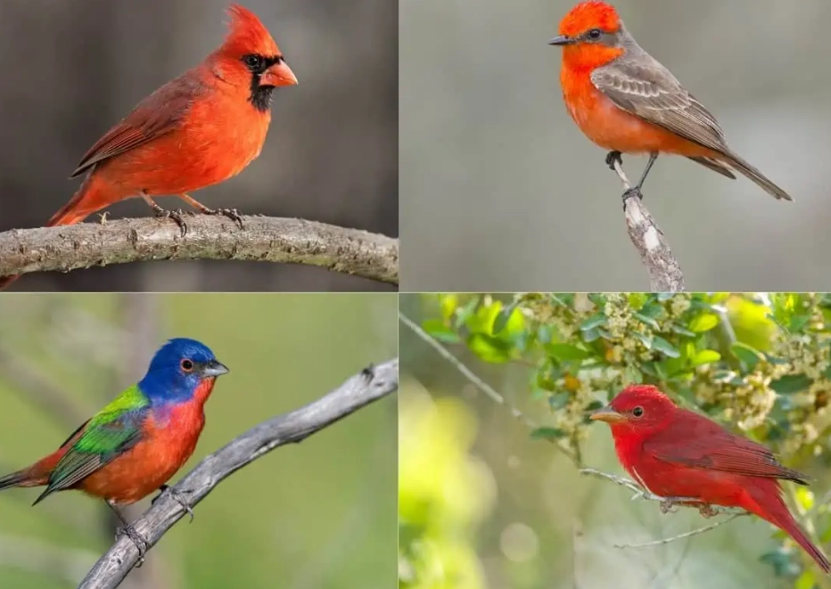 bird identification by range