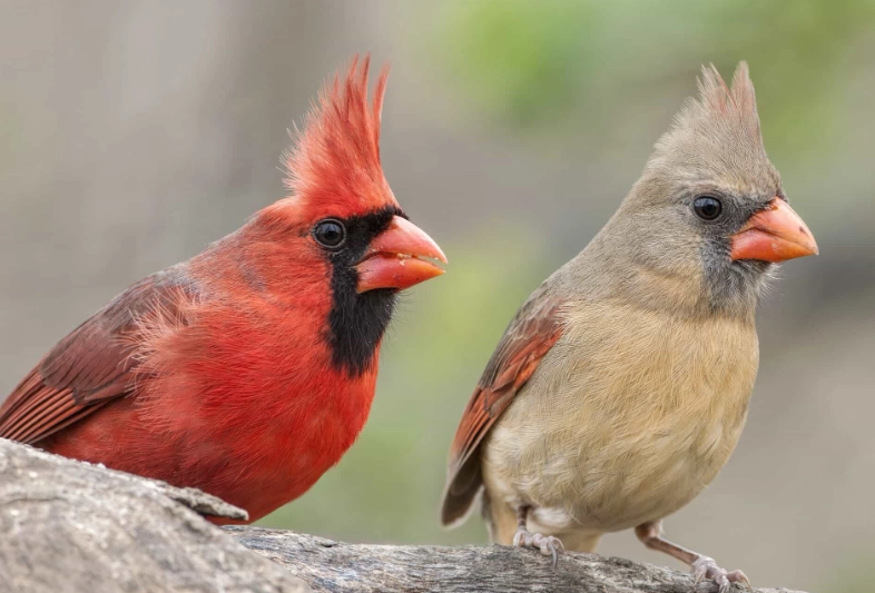 male vs female birds