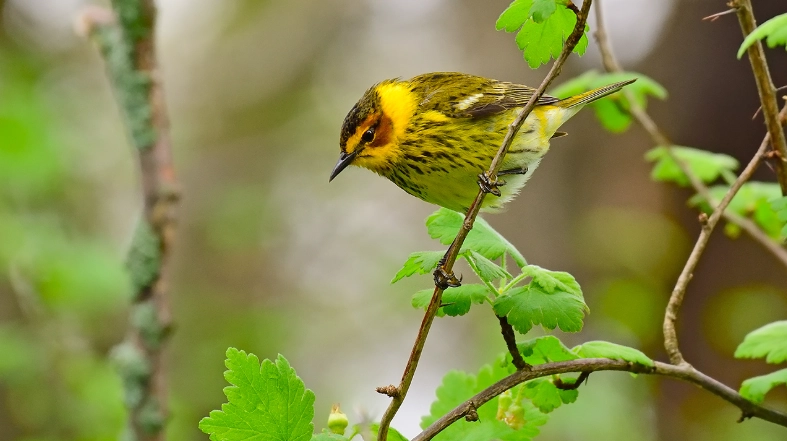 identifying migratory birds