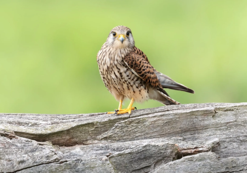 how to identify hawks how to identify hawks