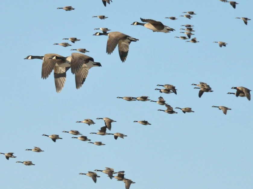 spring bird migration