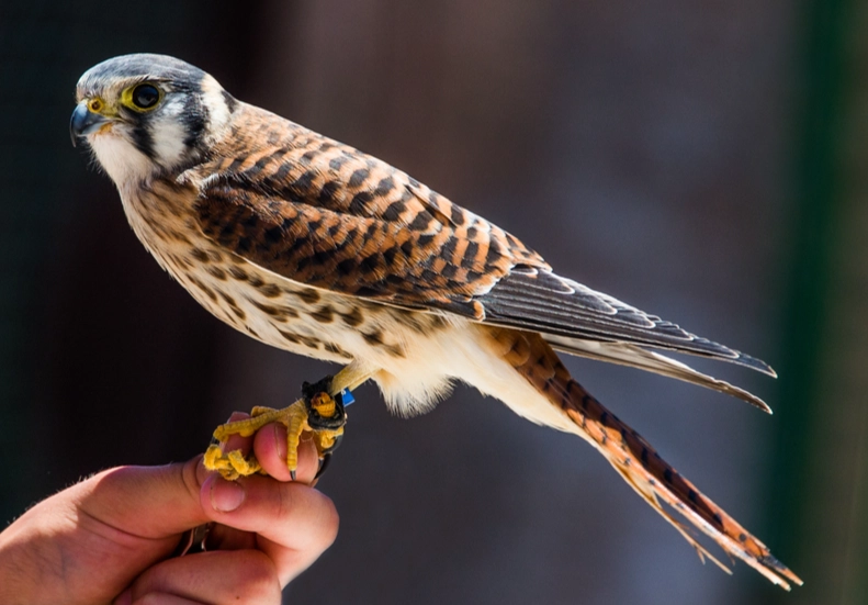 raptor identification guide raptor identification guide