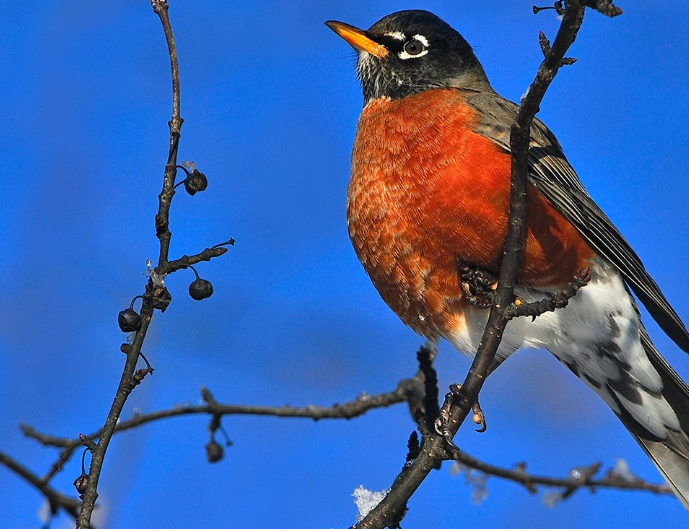 spring bird migration