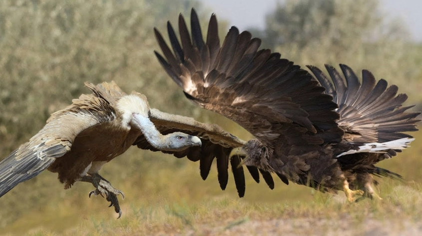 eagle vs vulture in flight