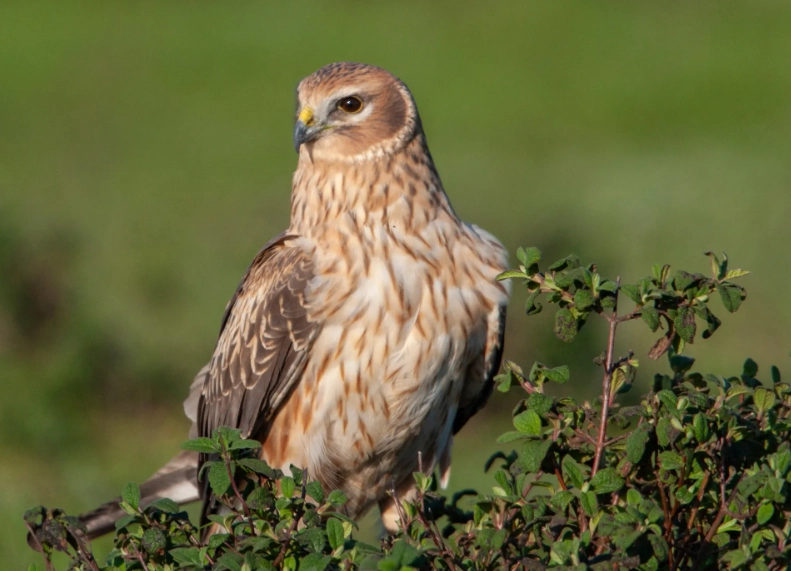how to identify hawks how to identify hawks