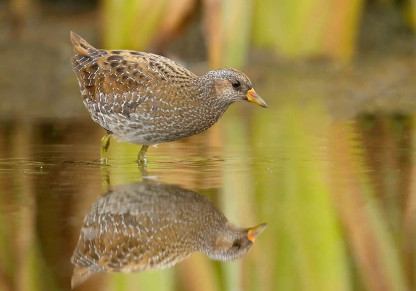 how to identify birds in wetlands how to identify birds in wetlands