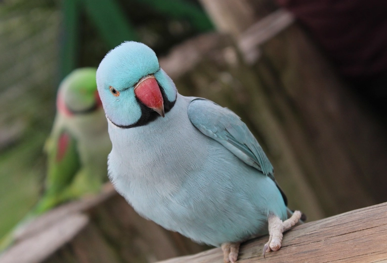 ringneck parrot gender identification ringneck parrot gender identification