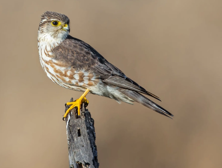 raptor identification guide raptor identification guide