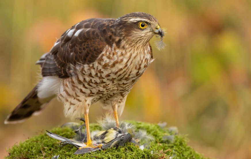 how to identify hawks how to identify hawks