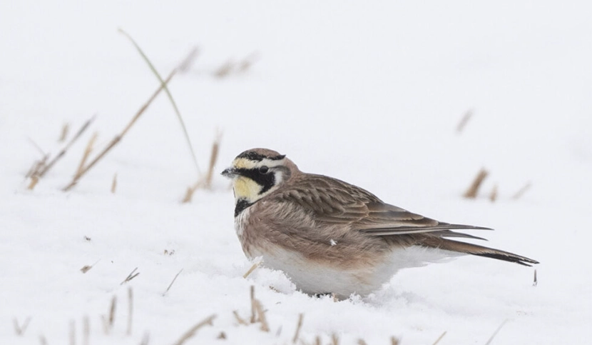 identifying migratory birds