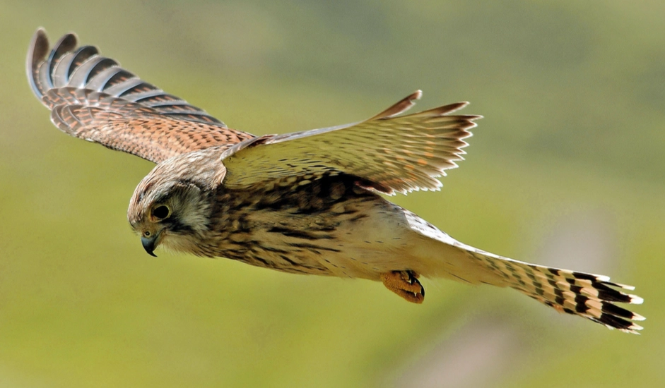 how to identify hawks how to identify hawks