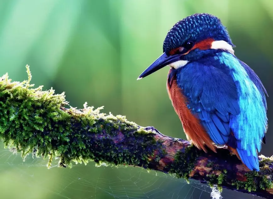 bird identification by range