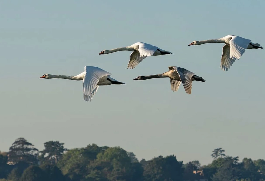 identifying migratory birds