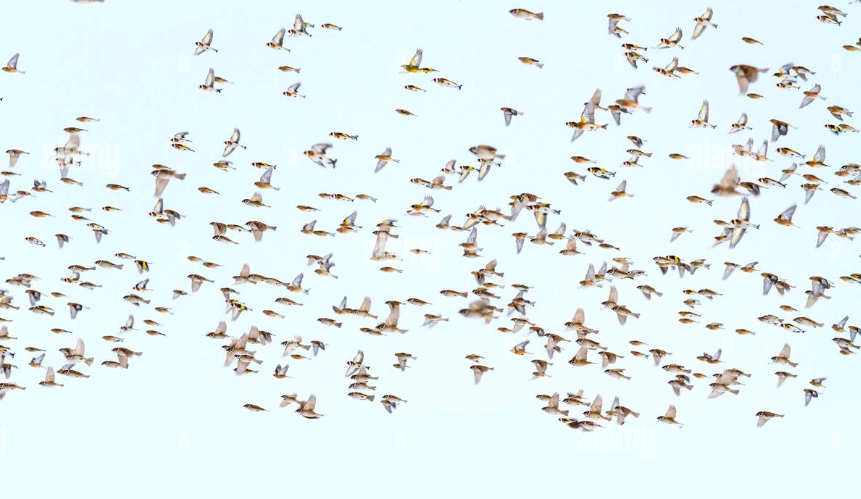 spring bird migration