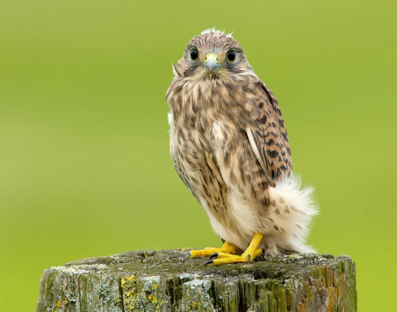 raptor identification guide raptor identification guide