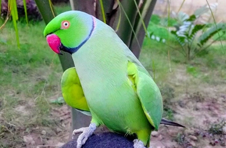 ringneck parrot gender identification ringneck parrot gender identification