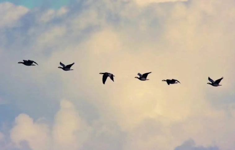 flying bird identification guide flying bird identification guide