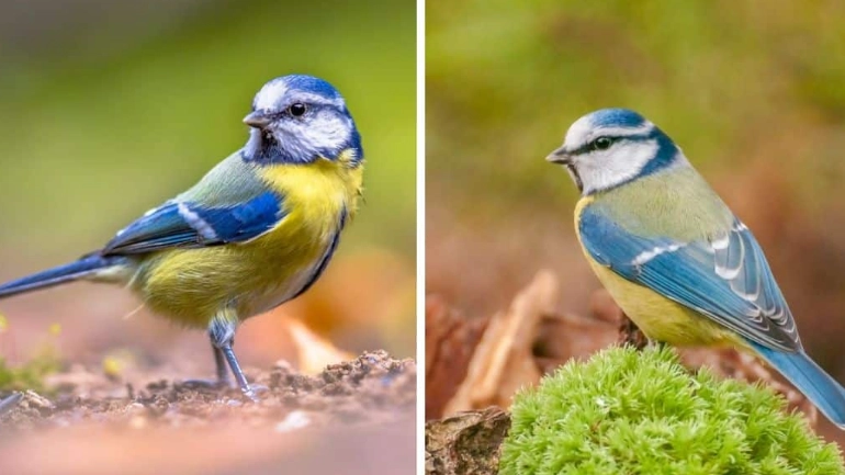 male vs female birds