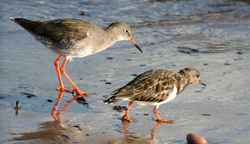 how to identify birds