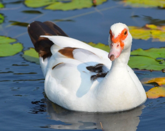 muscovy duck eggs muscovy duck eggs