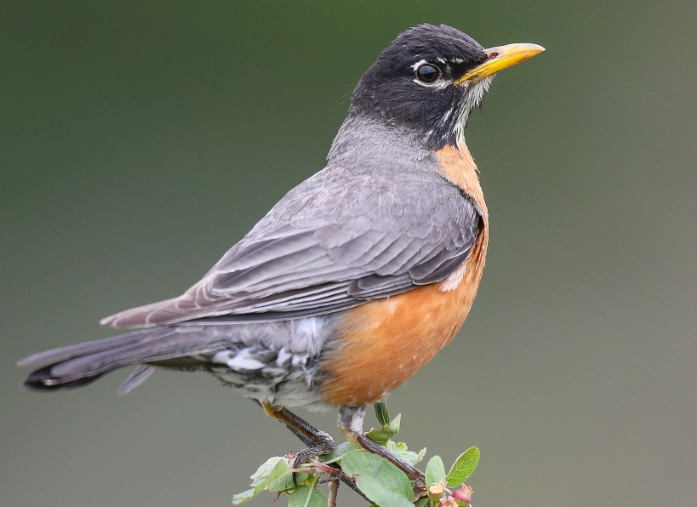 robin bird robin bird