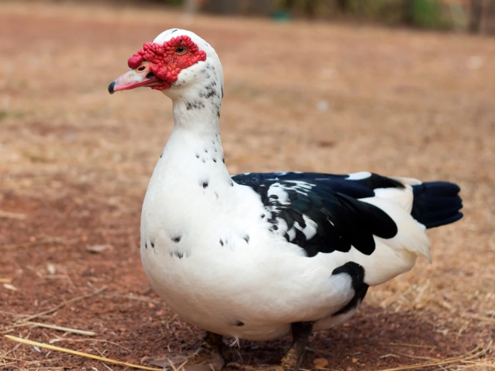 muscovy duck care muscovy duck care