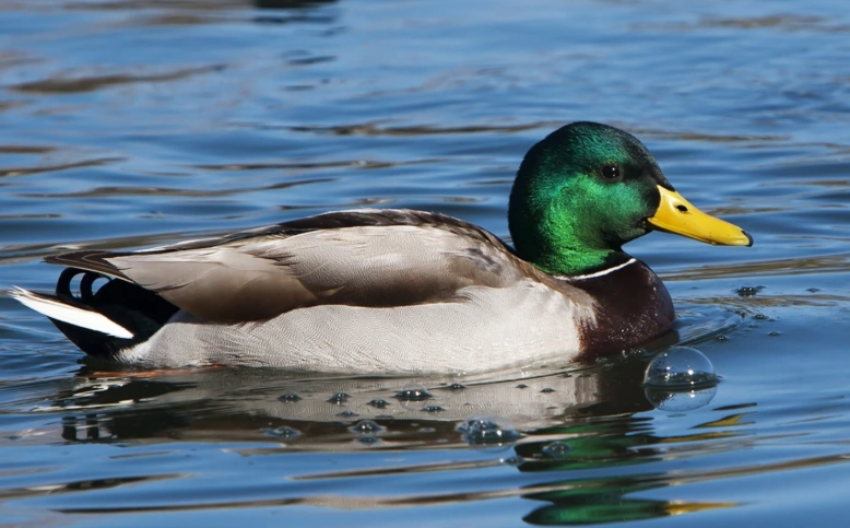 mallard duck mallard duck