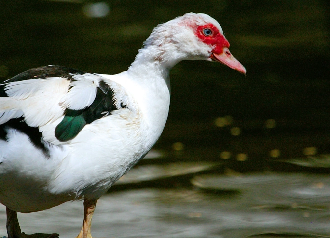 muscovy duck care muscovy duck care