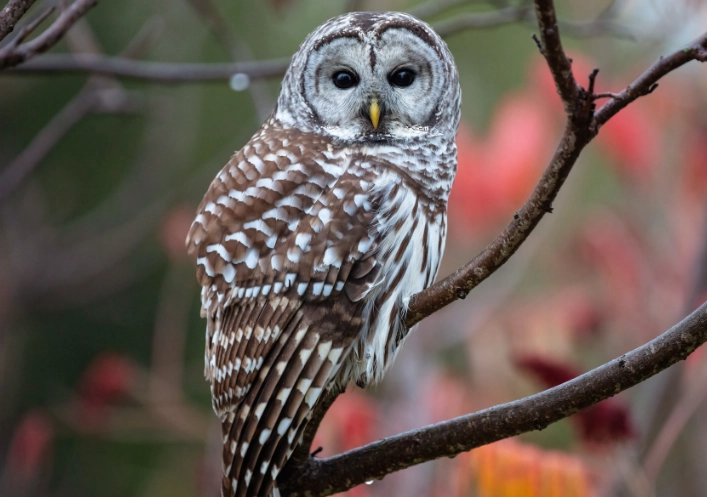 barred owl sound