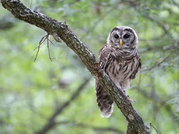 barred owl vs spotted owl