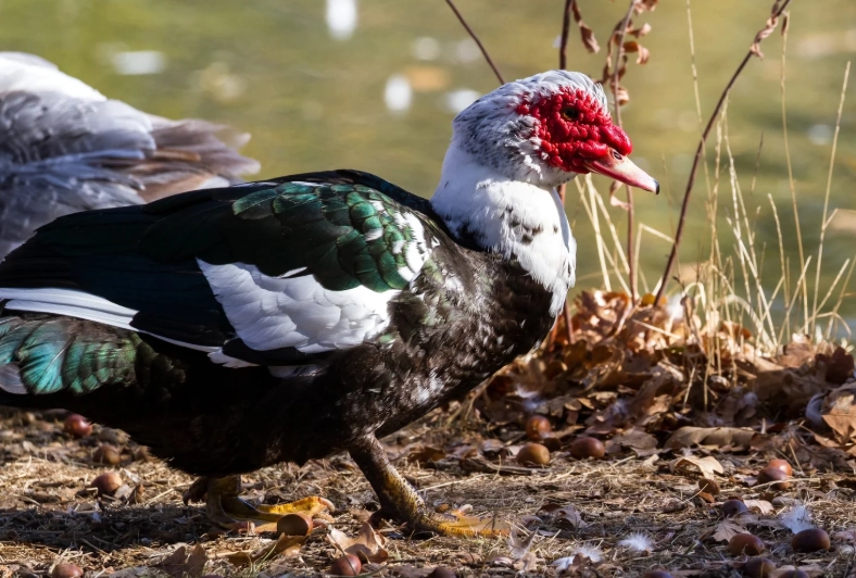 muscovy duck eggs muscovy duck eggs
