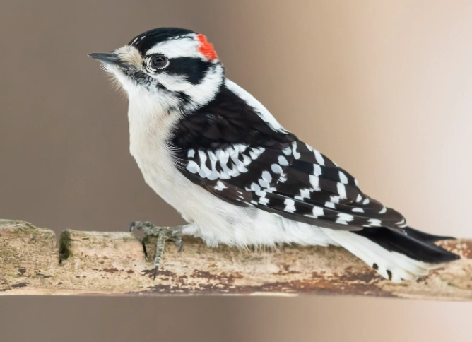 attract downy woodpecker attract downy woodpecker