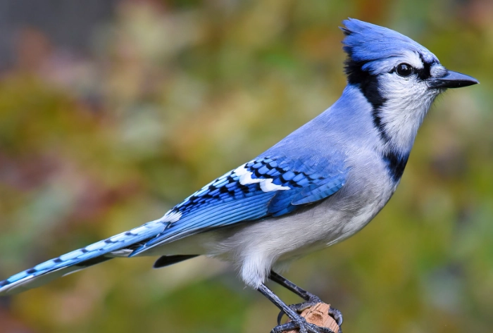 attract blue jays