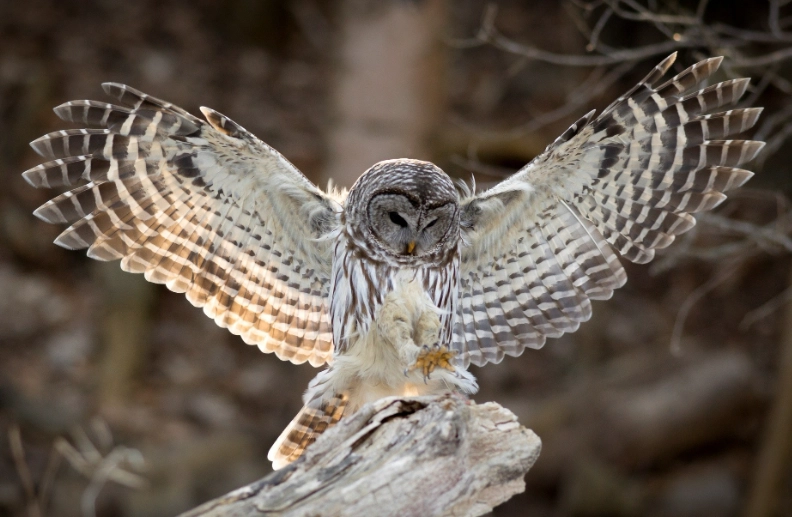 barred owl call