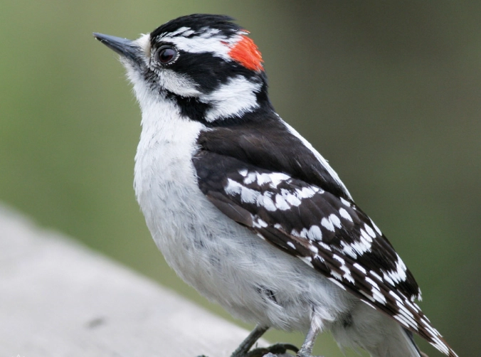attract downy woodpecker attract downy woodpecker