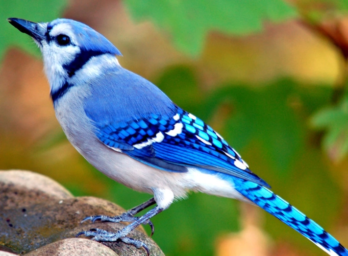 blue jay bird