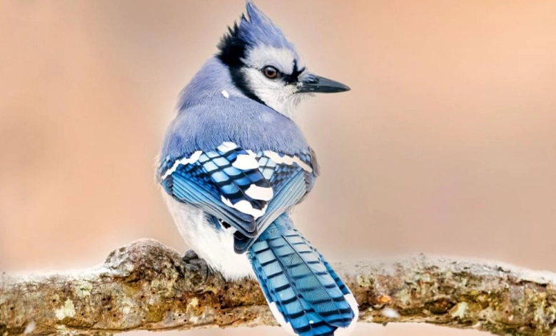 blue jay bird