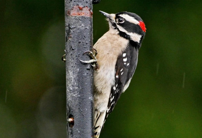 attract downy woodpecker attract downy woodpecker