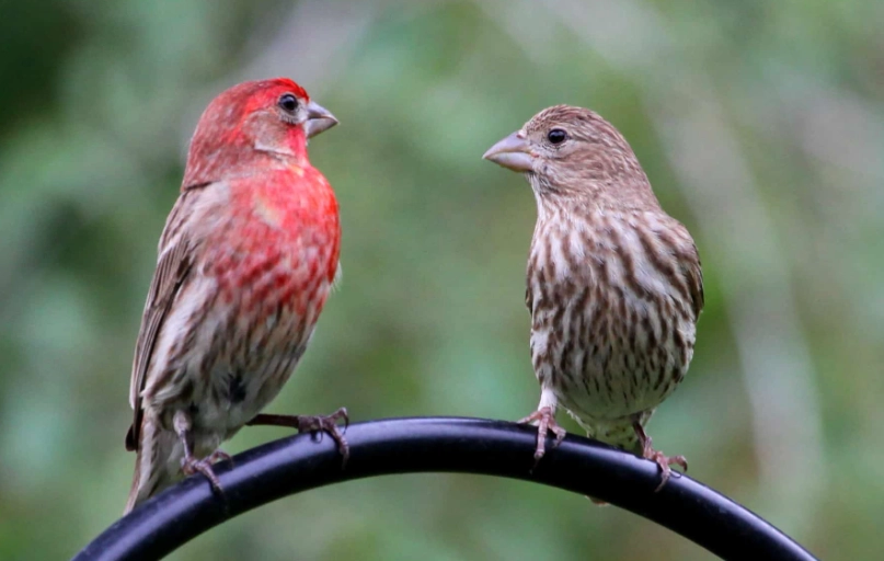 house finch song