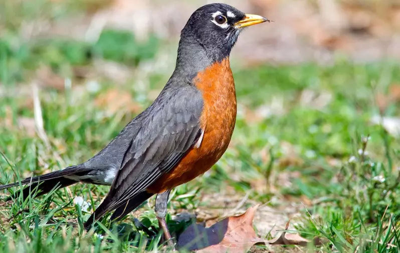 robin bird robin bird