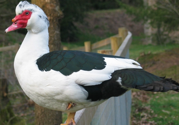 raising muscovy ducks raising muscovy ducks