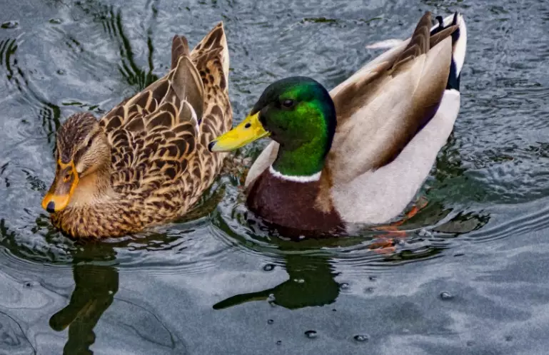 mallard vs black duck mallard vs black duck