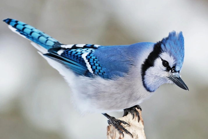 blue jay meaning