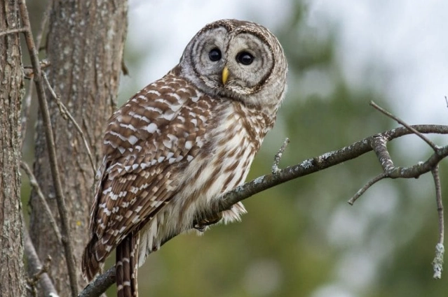 barred owl vs spotted owl